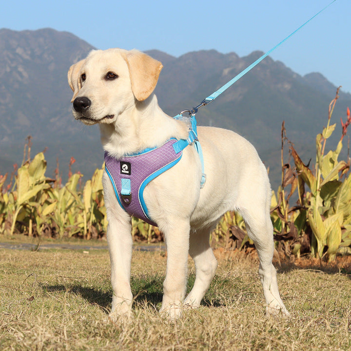 Adjustable Breathable Pet Harness With Leash - A Must-Have for Your Furry Friend